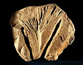 Sabalites palm tree fossil