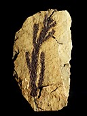 Voltzia conifer fossil