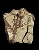 Voltzia conifer fossil