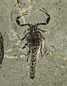 Gallio scorpion fossil