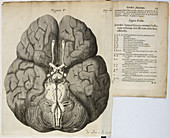 A drawing of a brain