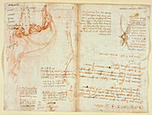 Drawings by Leonardo Da Vinci