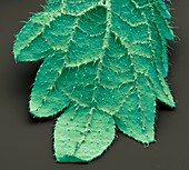 Stinging nettle leaf,SEM