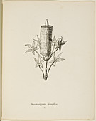 Nonsense Botany by Edward Lear