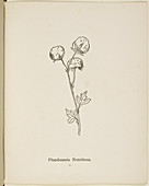 Nonsense Botany by Edward Lear