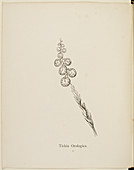 Nonsense Botany collection by Edward Lear