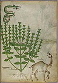 A plant,a snake and a camel