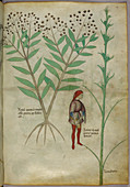 Plant,and a man urinating into a pot