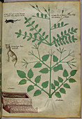 Plants with a leopard,mouse and corpse