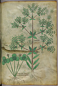 Illustration of plants with an animal