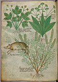 Illustration of plants and a boar
