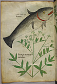Illustration of a plant and a fish