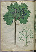 Illustration of a fruit tree and a plant