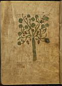 Illustration of tree with fruits