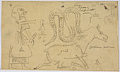 Tracings of the paintings from a tomb