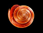Slit snail shell
