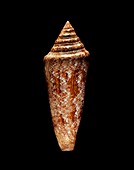 Glory of the sea cone shell