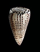 Lettered cone shell