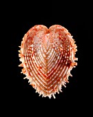 Cockle shell