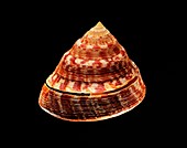 Adanson's slit shell sea snail shell
