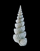 Wentletrap sea snail shell