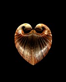 Oxheart clam shell