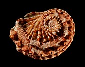 Staircase abalone sea snail shell