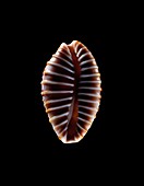 Jenny's cowry sea snail shell