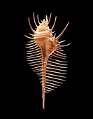 Venus comb murex sea snail shell