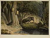Illustration of a warthog