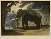 Illustration of elephant