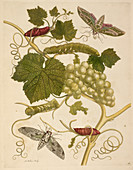A grape vine