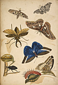 Cocoon,pupa,caterpillar and butterfly