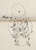 Anatomical drawing