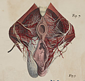 Anatomical drawing