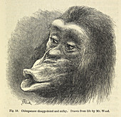 Chimpanzee disappointed and sulky