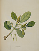 Artocarpus integrifolia