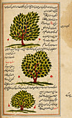 Three trees,illustration