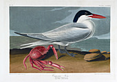 Cayenne tern