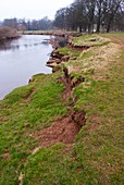 River bank slumping