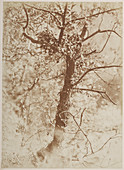 Photograph of a tree