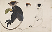 Common Langur,Hanuman Langur