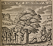 The Groaning Tree in Lincolnshire