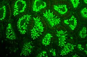 Favites coral fluorescing