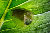 Tortoise beetle on a leaf