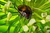 Scarab beetle on a flower