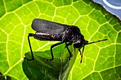 Grasshopper on a leaf