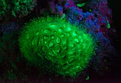 Coral fluorescing