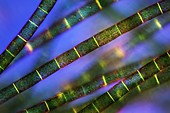 Oedogonium filamentous algae,PLM