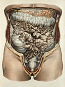 Intestines and mesentery,1839 artwork